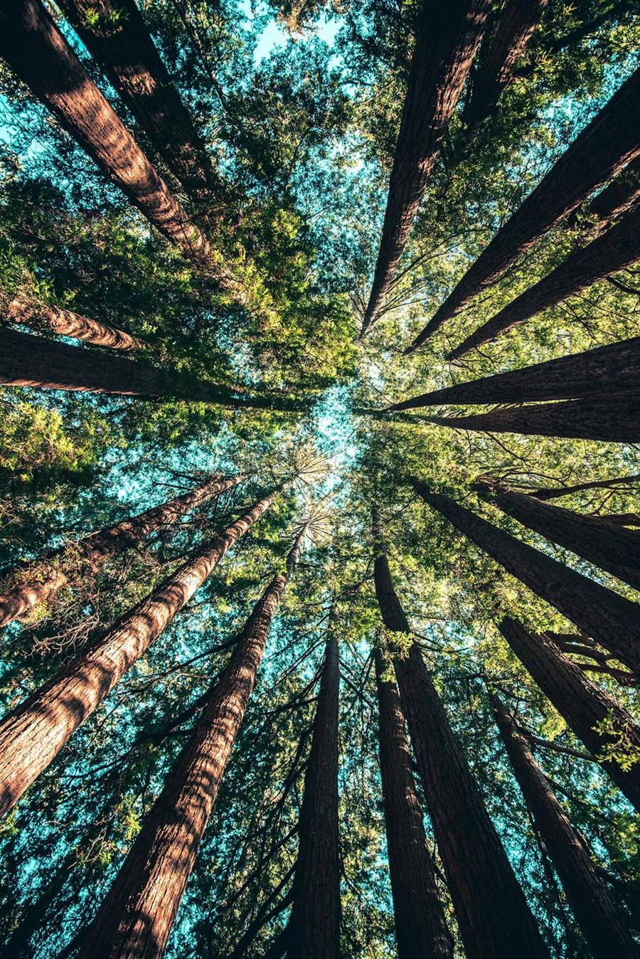 Árbol de raíces profundas en el bosque